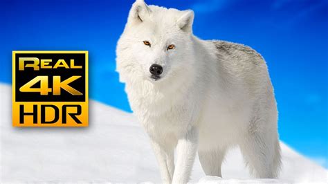 Majestic Winter Wildlife in 4K HDR ️Arctic Wolves  .